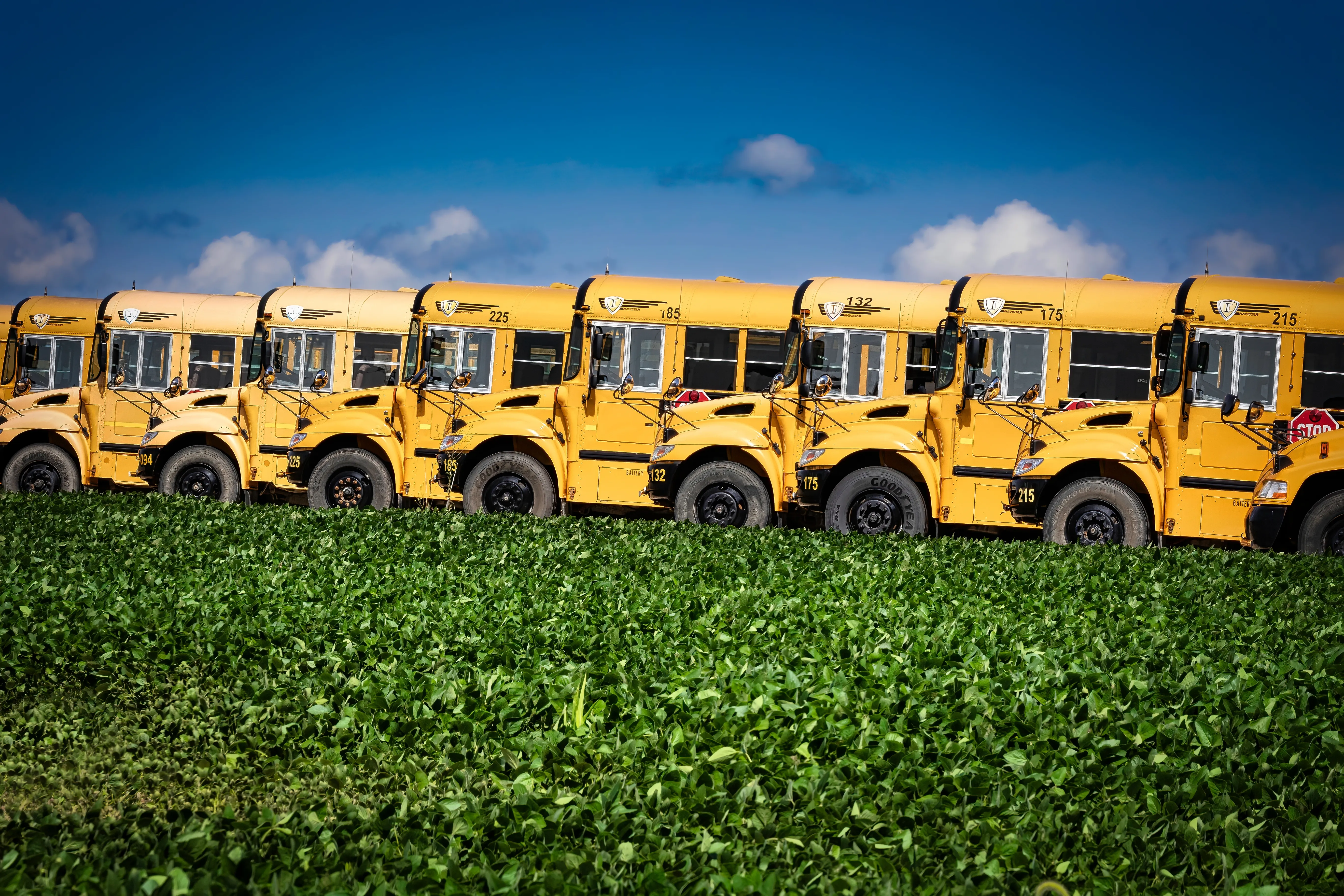 A summer day with a row of school buses stands out in the green farmlands.?w=200&h=150