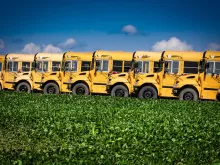 A summer day with a row of school buses stands out in the green farmlands.