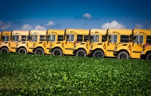A summer day with a row of school buses stands out in the green farmlands. Shutterstock