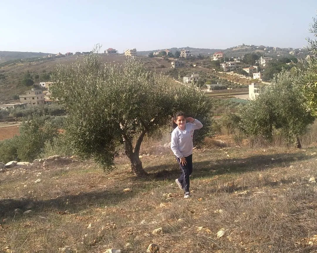 Olive harvest season in the southern border town of Rmeish, Lebanon, in the midst of a crisis situation.?w=200&h=150