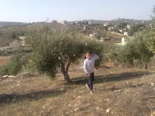 Olive harvest season in the southern border town of Rmeish, Lebanon, in the midst of a crisis situation.