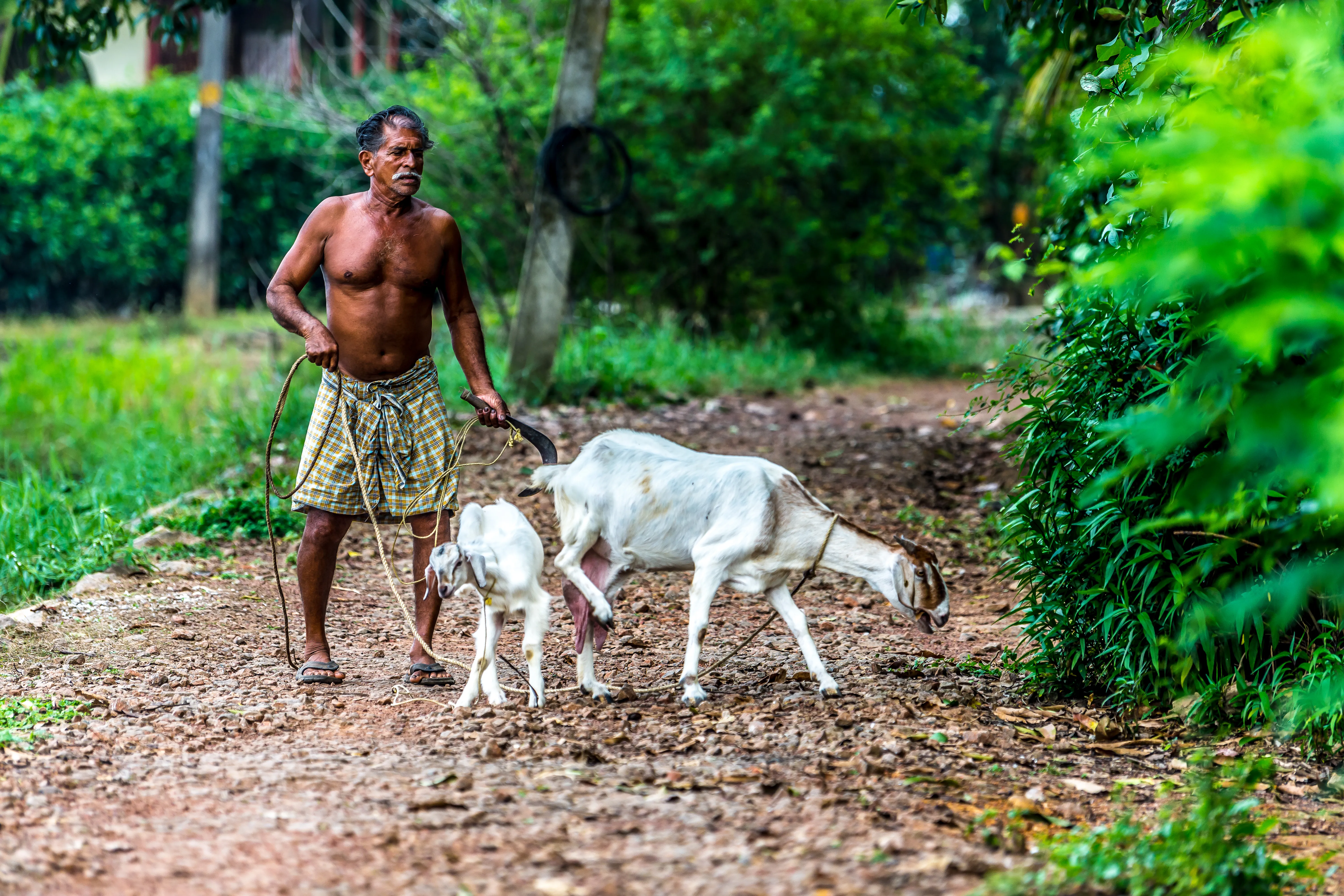 A man tends to his goats in a village in Kerala, India.?w=200&h=150