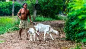 A man tends to his goats in a village in Kerala, India.
