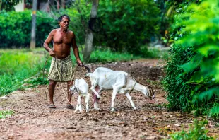 A man tends to his goats in a village in Kerala, India. Credit: Shutterstock
