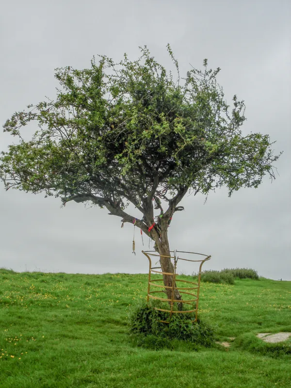 The Glastonbury Thorn tree in 2007. Sven Jakubith / Shutterstock