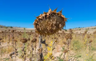 Shrivelled sunflowers in a field in Spain Quintanilla/Shutterstock.