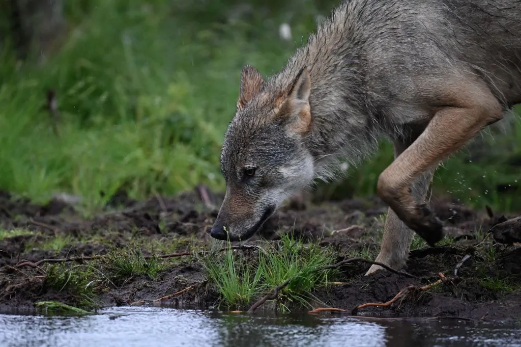 A young alpha male wolf (Canis lupus), looks for food in the Finnish taiga in Hukkajarvi area, Eastern Finland near Russian border, on July 5, 2023.?w=200&h=150