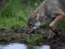 A young alpha male wolf (Canis lupus), looks for food in the Finnish taiga in Hukkajarvi area, Eastern Finland near Russian border, on July 5, 2023.