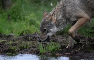 A young alpha male wolf (Canis lupus), looks for food in the Finnish taiga in Hukkajarvi area, Eastern Finland near Russian border, on July 5, 2023. Credit: OLIVIER MORIN/AFP via Getty Images