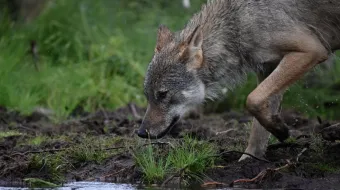 A young alpha male wolf (Canis lupus), looks for food in the Finnish taiga in Hukkajarvi area, Eastern Finland near Russian border, on July 5, 2023.
